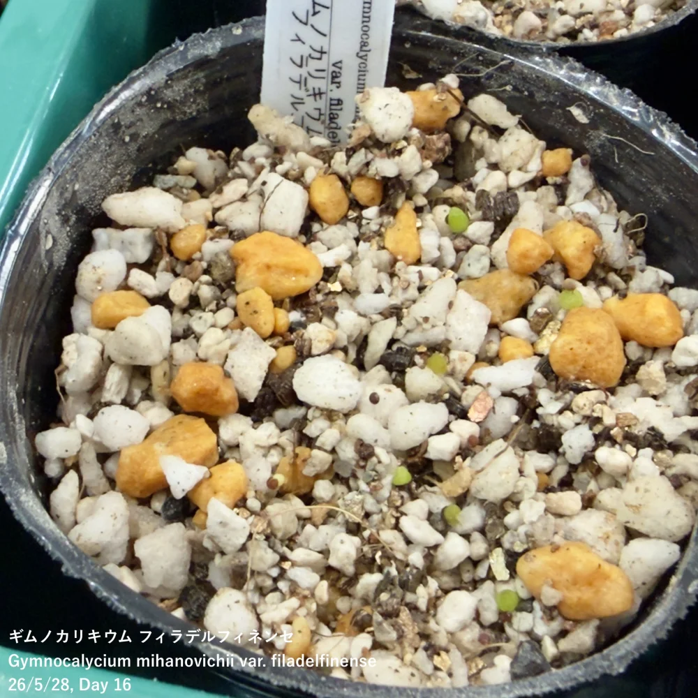 Gymnocalycium mihanovichii var. filadelfinense (ギムノカリキウム フィラデルフィネンセ)