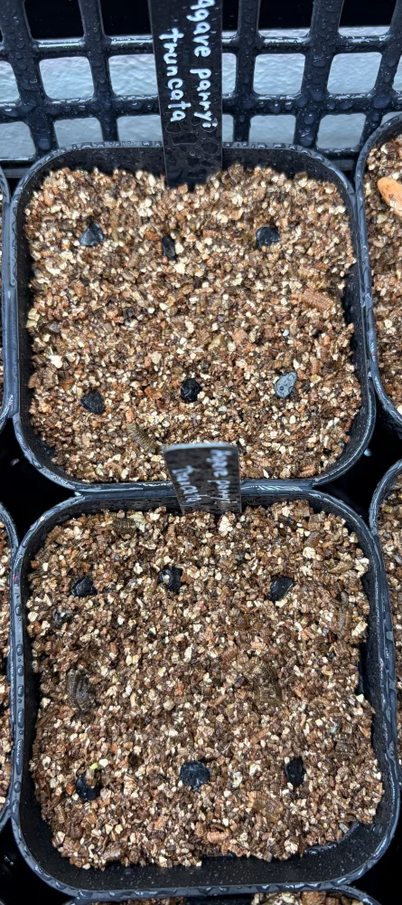 アガベパリートランカータ