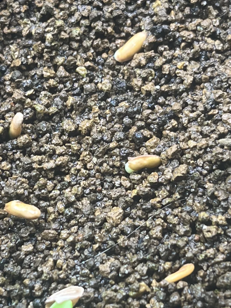 [プレゼント種子] パキポディウム マカイエンセ Pachypodium rosulatum var. makayense Lot. FREE