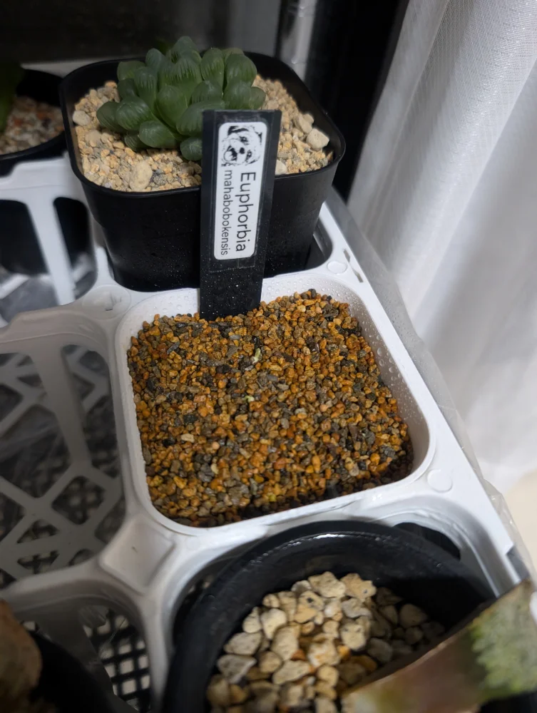 1週間ほどで発芽
