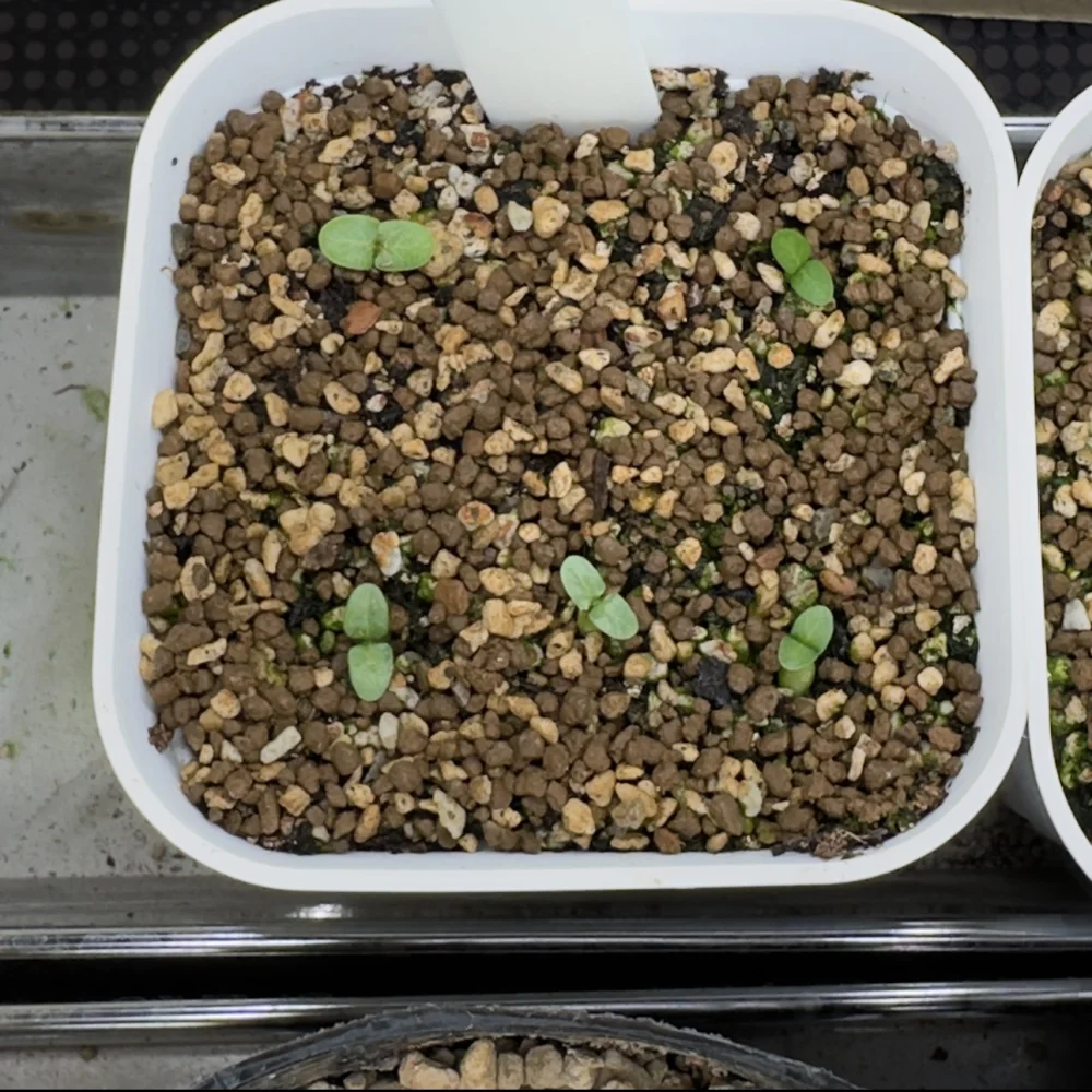 Pachypodium rosulatum var. inopinatum ([プレゼント種子 3月22日まで] パキポディウム イノピナツム)