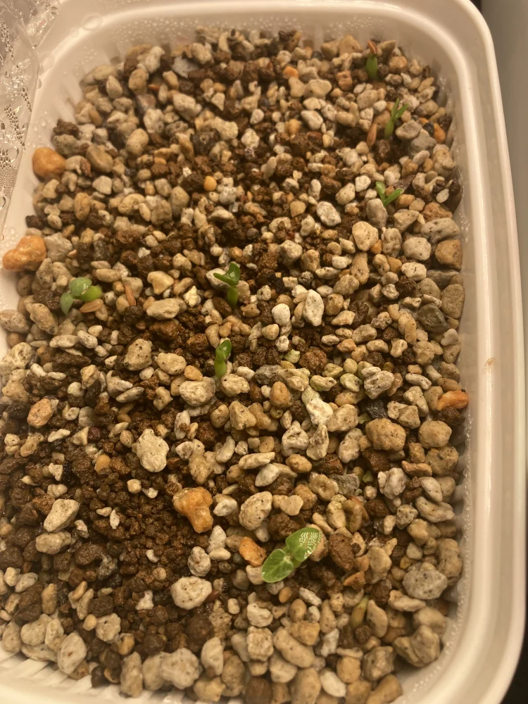 パキポディウム マカイエンセ Pachypodium rosulatum ssp. makayense | 塊根植物 コーデックス 魔界玉 マダガスカル 希少種