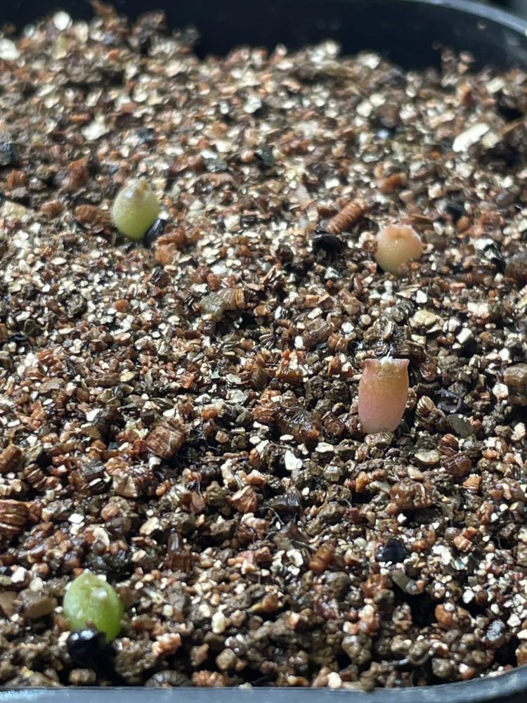 Astrophytum senilis (アストロフィツム セニリス)