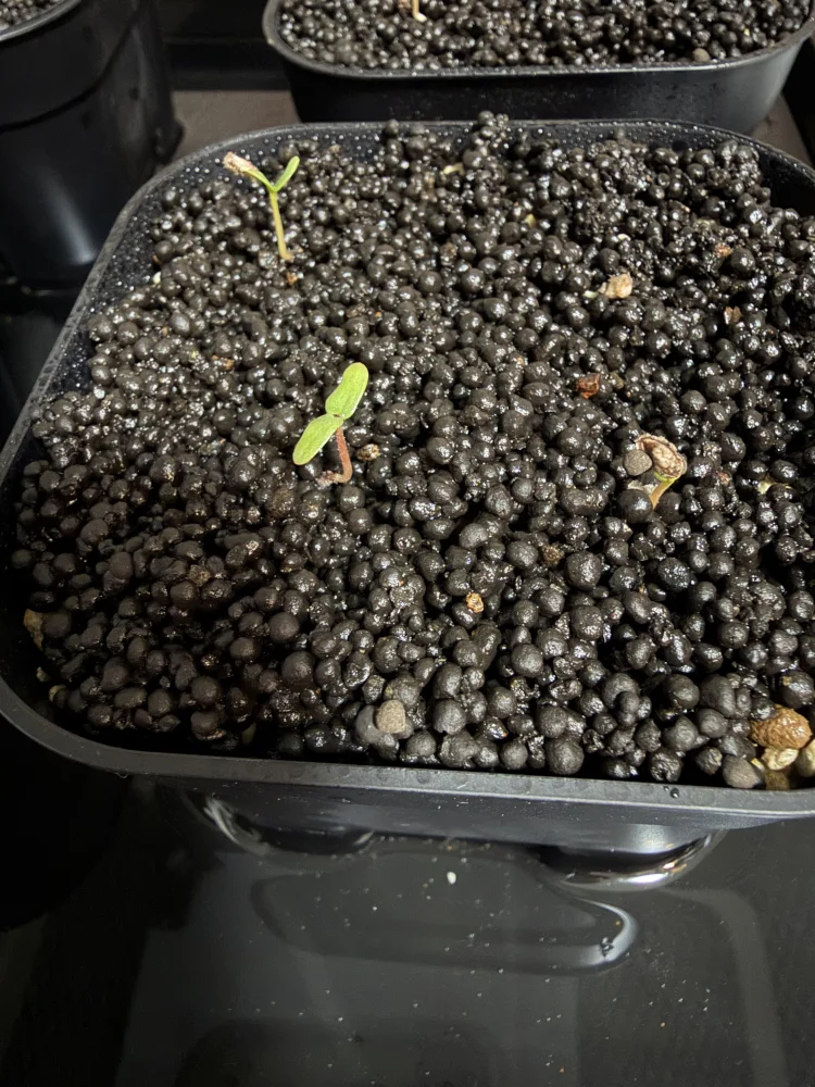 Pachycormus discolor (パキコルムス ディスカラー)