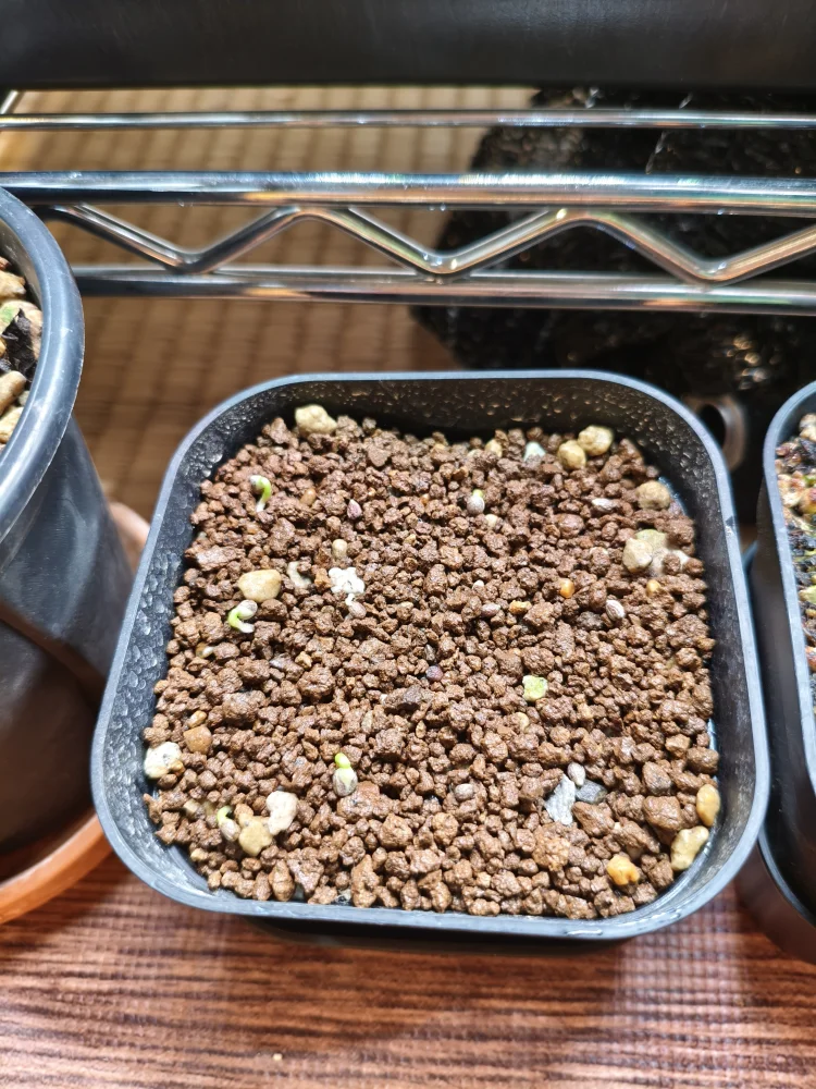 Euphorbia spannringii (ユーフォルビア スパンリンギー フィッシュボーン)