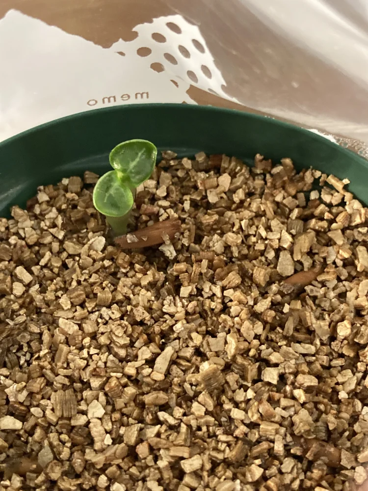 DHA SILA Adenium DHA SILA (アデニウム)