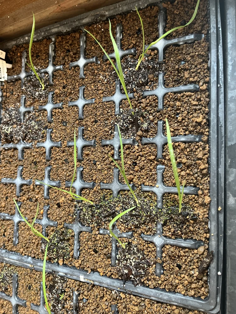 Yucca rostrata (ユッカ ロストラータ)