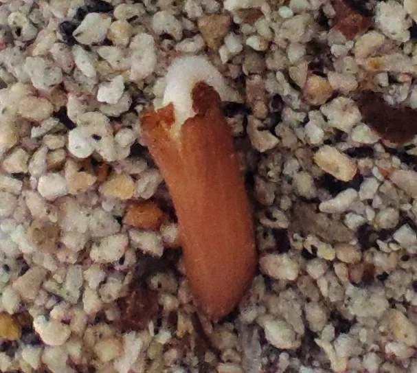 Adenium somalens (アデニウム ソマレンセ)