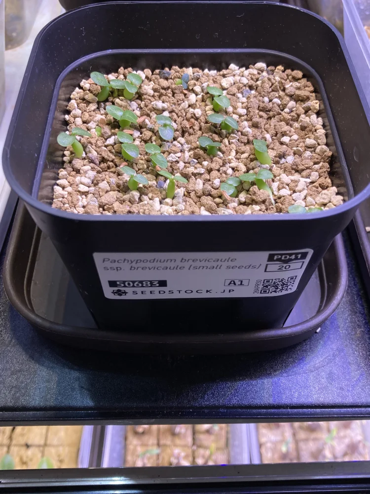 Pachypodium brevicaule ssp. brevicaule (パキポディウム ブレビカウレ 小粒)