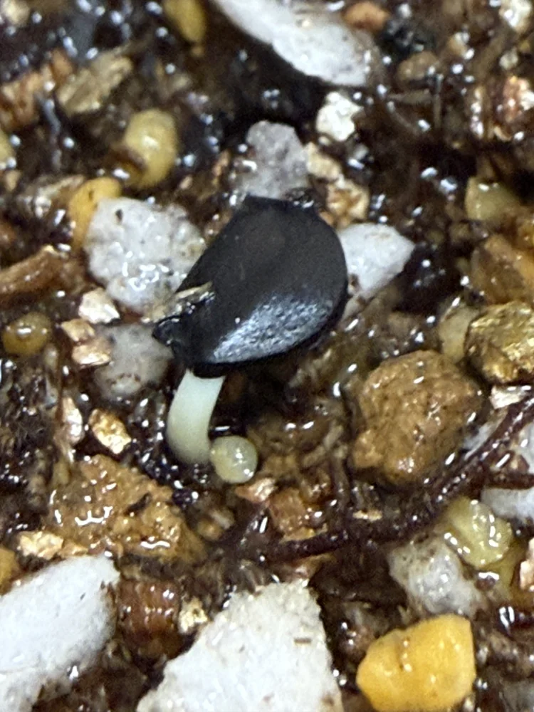 Agave oteroi (アガベ オテロイ)