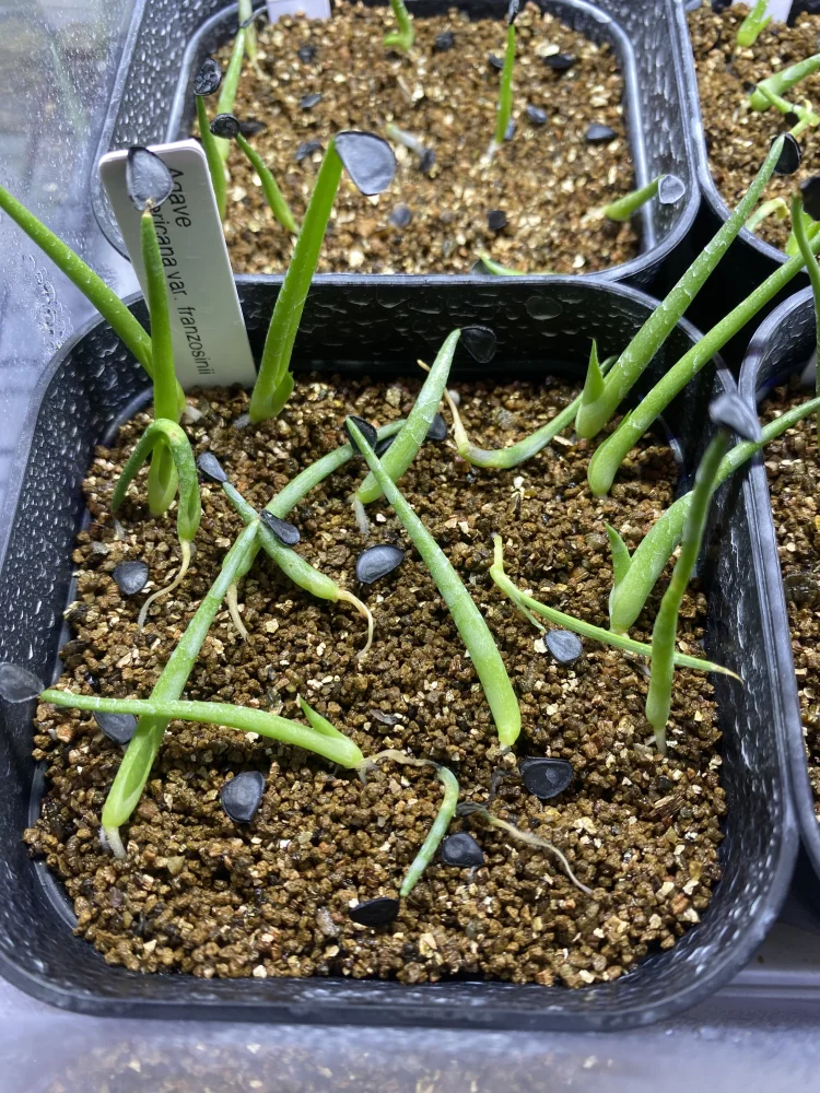  アガベ フランゾシニー Agave americana var. franzosinii