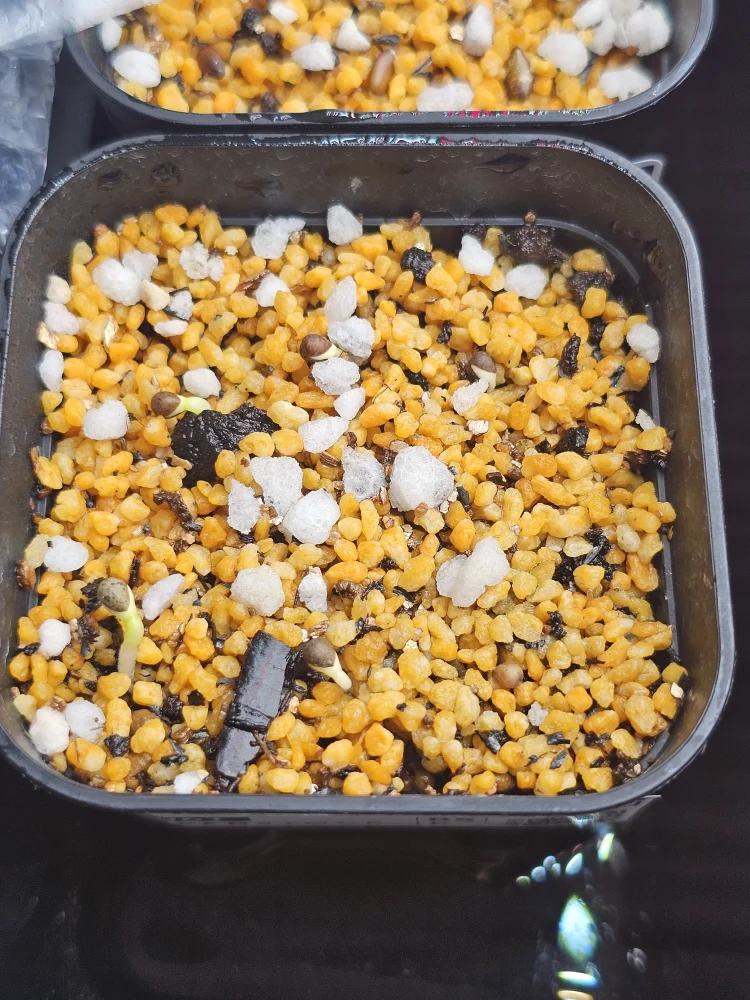 Euphorbia obesa (ユーフォルビア オベサ)