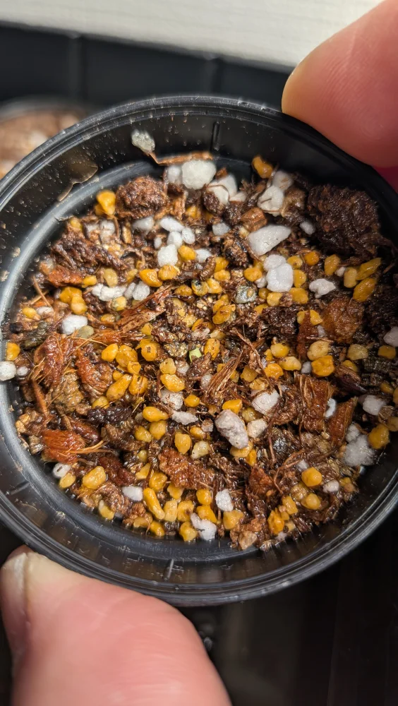 Pachypodium windsorii (パキポディウム ウィンゾリー)