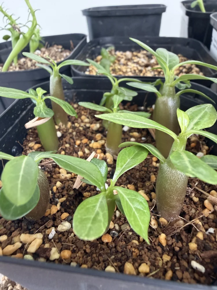 Adenium obesum Kenya (アデニウム オベスム ケニア)