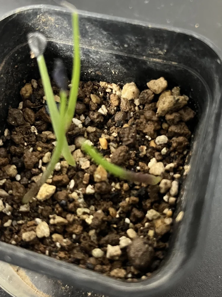 アガベ・マルモラータ