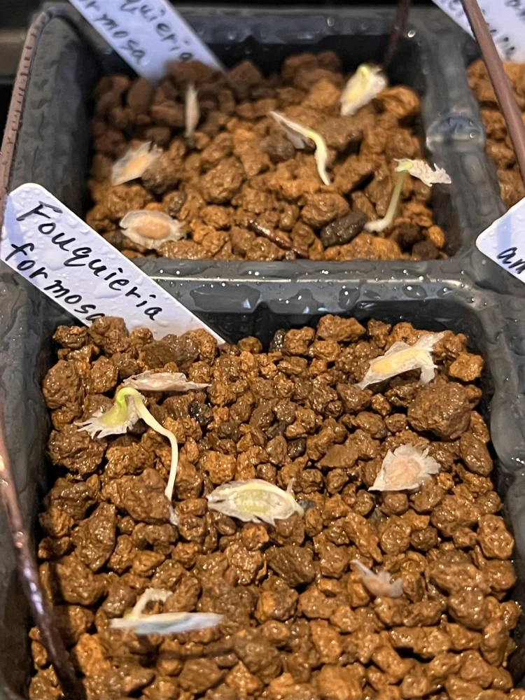 Fouquieria formosa (フォークイエリア フォルモサ)