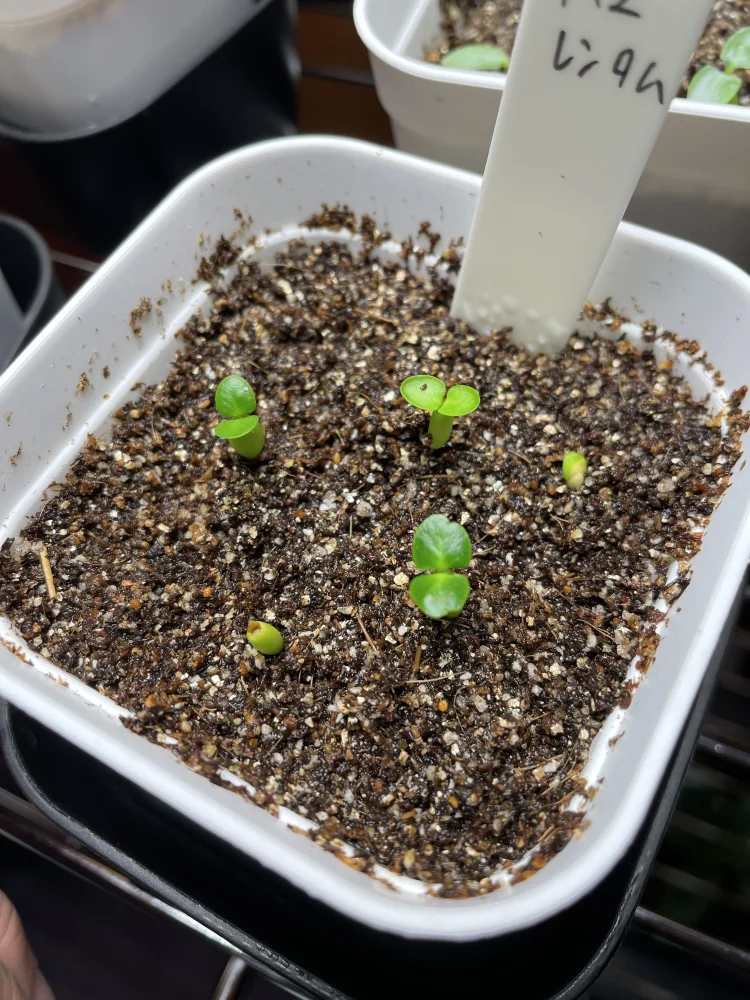Pachypodium succulentum (パキポディウム サキュレンタム)