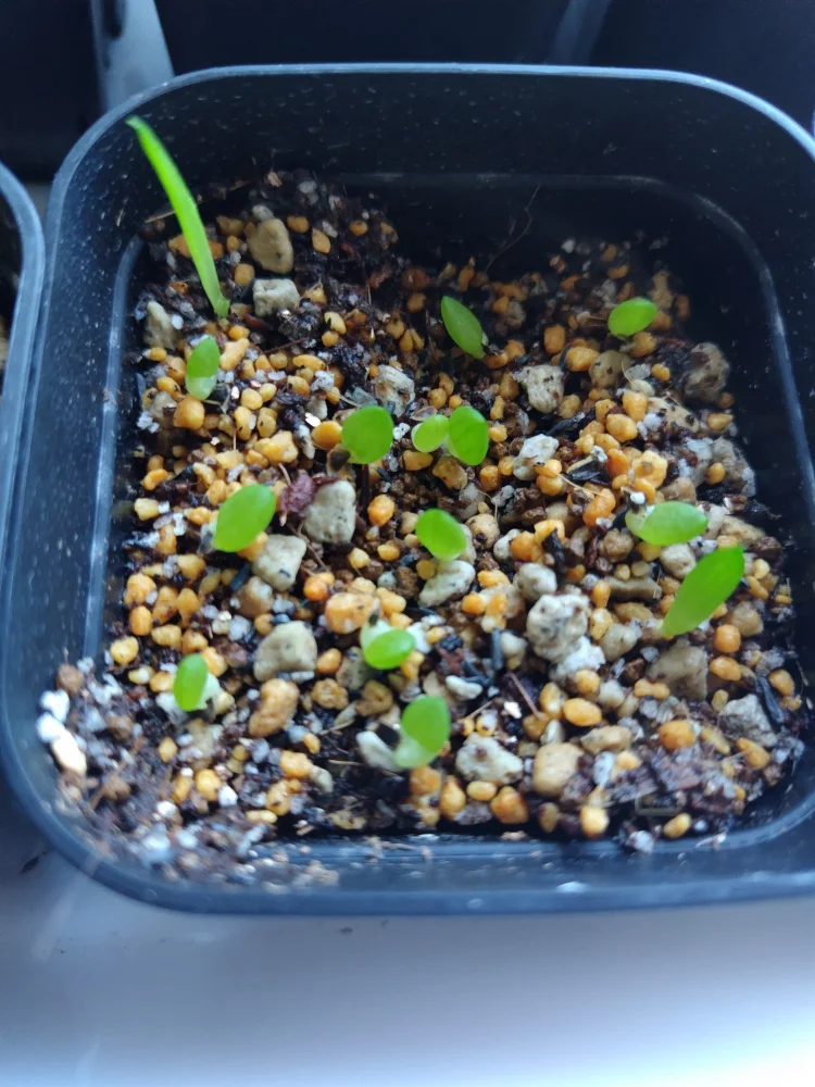 Aloe gariepensis (アロエ ガリエペンシス)