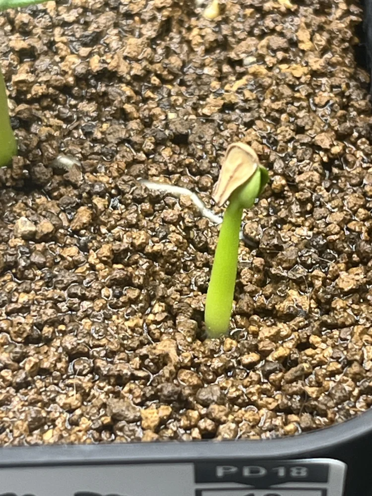 パキポディウム ウィンゾリー Pachypodium windsorii