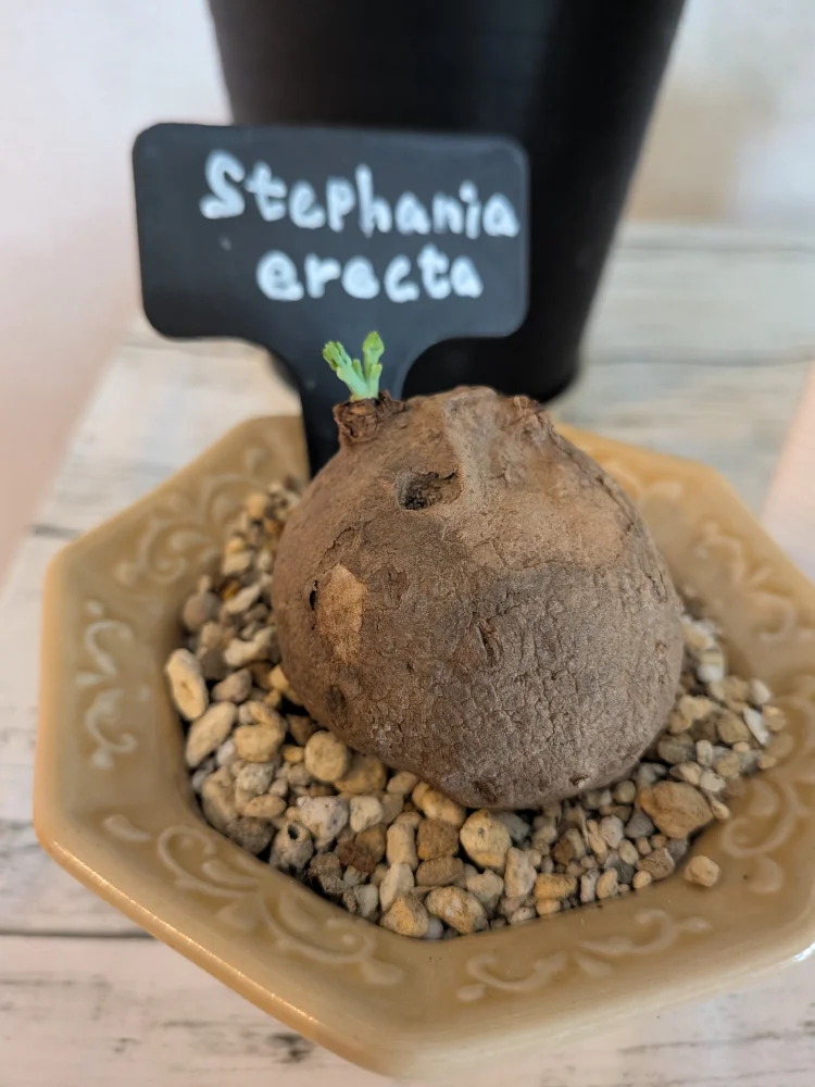 Stephania erecta  M-Size ([球根] ステファニア エレクタ)