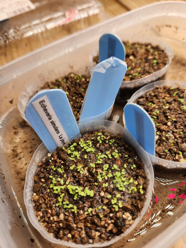 Echeveria simulans  Rayones (エケベリア シムランス ライオネス)