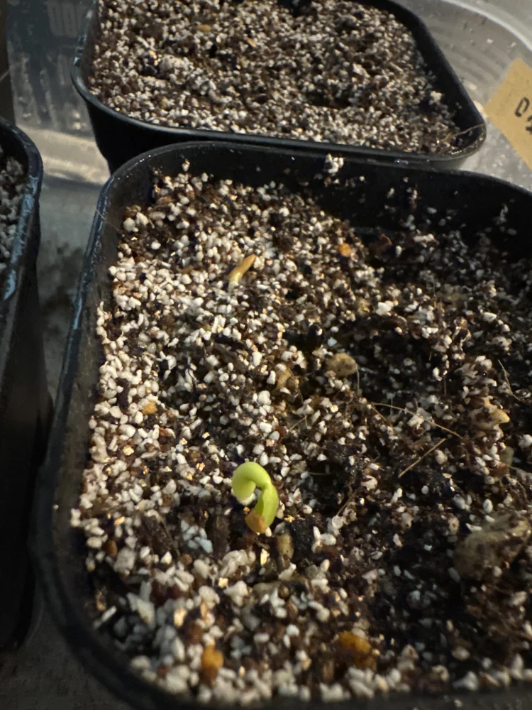 パキポディウム グラキリス Lot.2025H Pachypodium rosulatum var. gracilius Lot.2025H