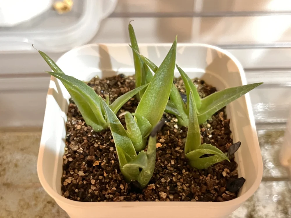Agave shawii subsp. shawii (アガベ シャウィ)
