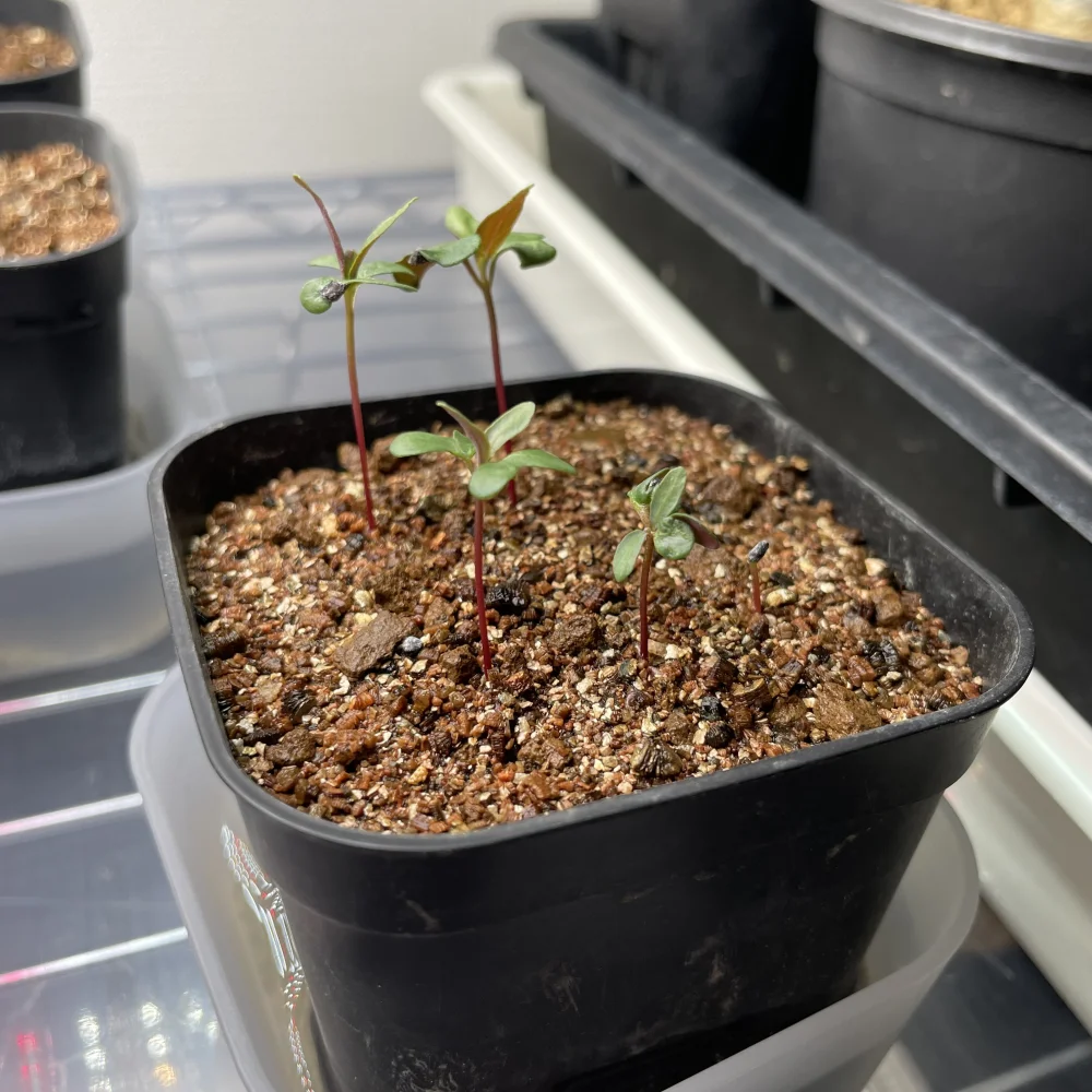 Eucalyptus globulus  blue gum (ユーカリ ブルーガム)