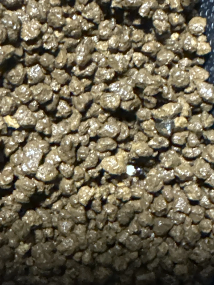 Neobuxbaumia tetetzo (ネオバクスバウミア テテッツォ)