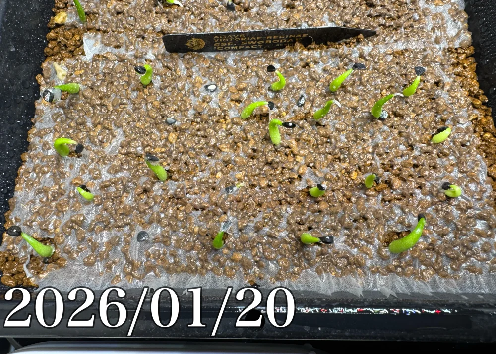 Agave victoriae-reginae ssp. swobodae 'Compacta' (アガベ スワボダエ コンパクタ‘’)