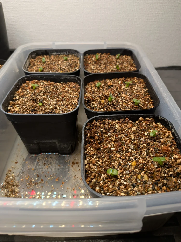 Pachypodium brevicaule ssp. brevicaule (パキポディウム ブレビカウレ 小粒)