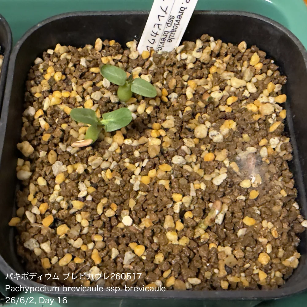 Pachypodium brevicaule ssp. brevicaule (パキポディウム ブレビカウレ)