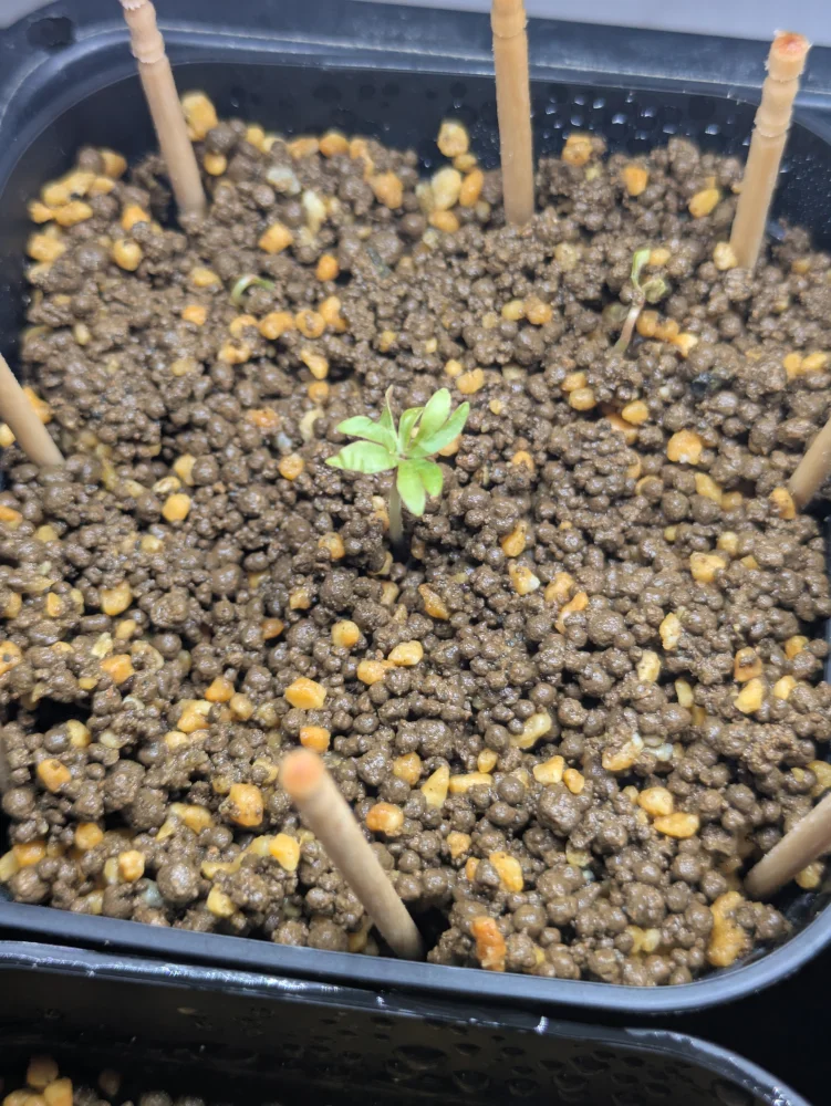 Boswellia soconana (ボスウェリア ソコナナ)
