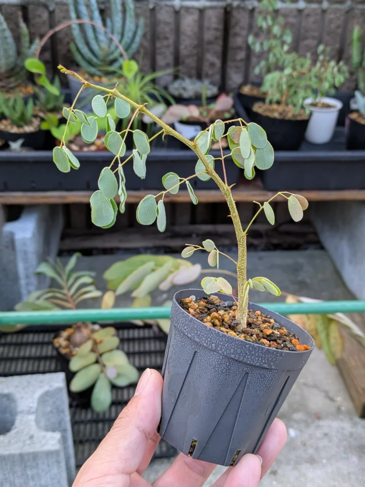 Acacia nigrescens (アカシア ニグレセンス)