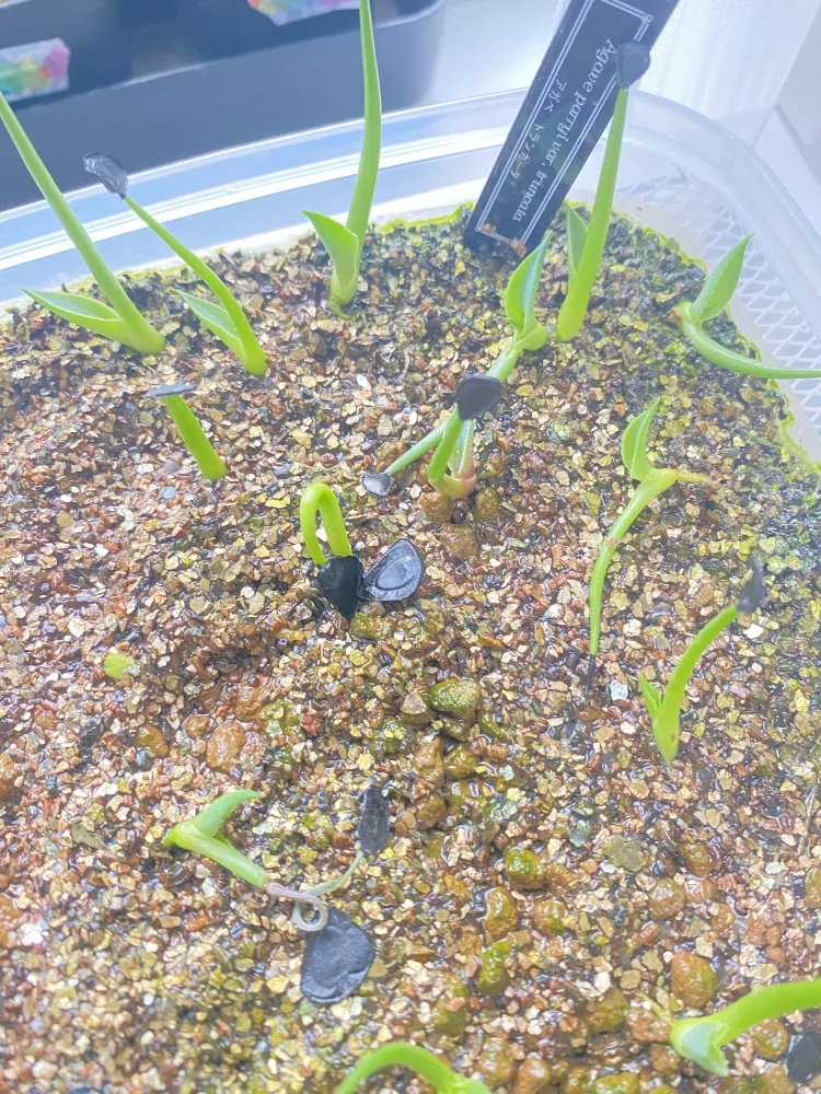 Agave parryi var. truncata (アガベ パリー トランカータ)