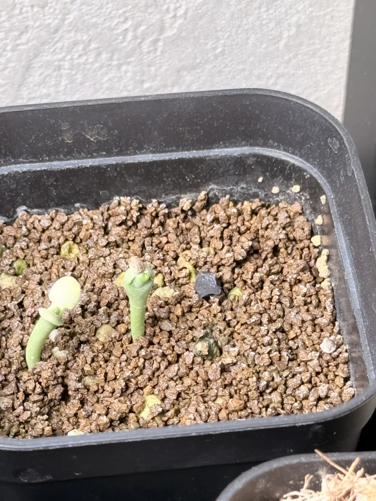 Euphorbia graniticola (ユーフォルビア グラニティコラ)