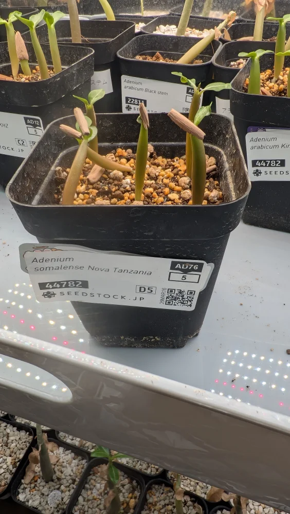 Adenium somalense  Nova Tanzania (アデニウム ノヴァ タンザニア)