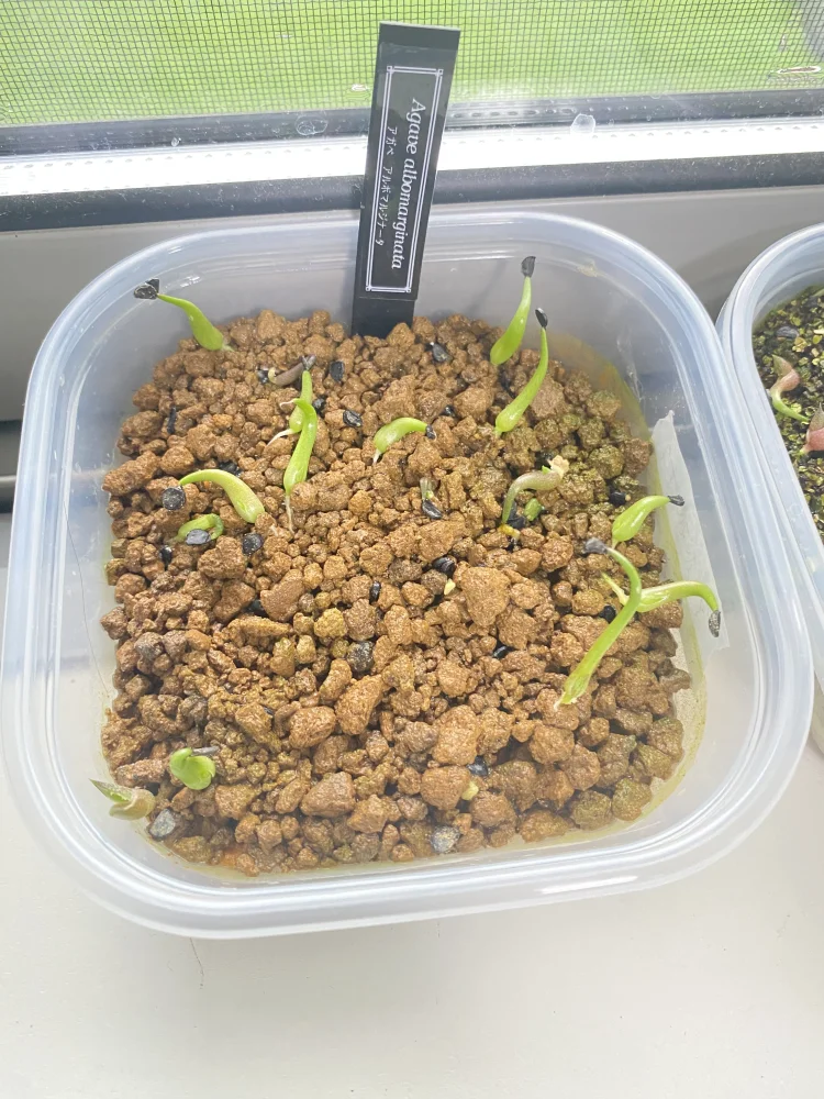 Agave albomarginata (アガベ アルボマルジナータ)