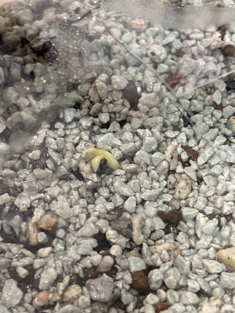 Pilosocereus chrysacanthus (ピロソケレウス クリサカンサス)