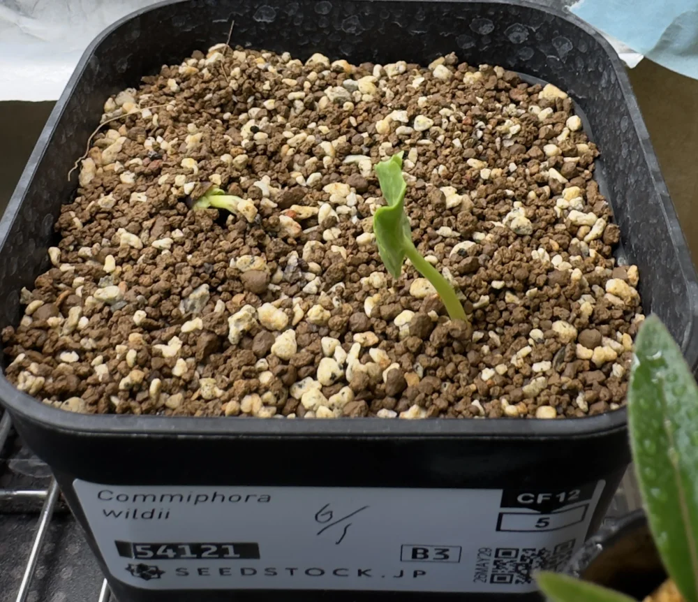 Commiphora wildii (コミフォラ ワイルディ)