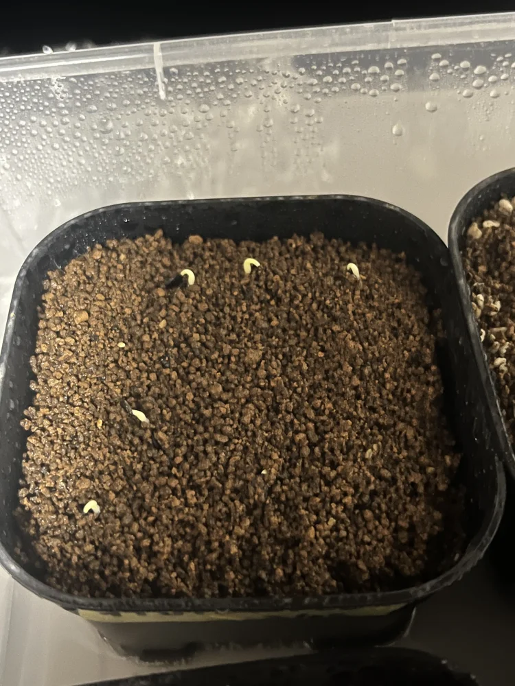 アガベ オテロイ Agave oteroi Lot.2025L