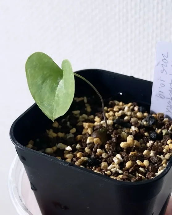 Dioscorea elephantipes (ディオスコレア エレファンティペス アフリカ亀甲竜)