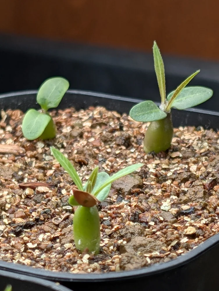 Pachypodium rosulatum (パキポディウム ロスラーツム)