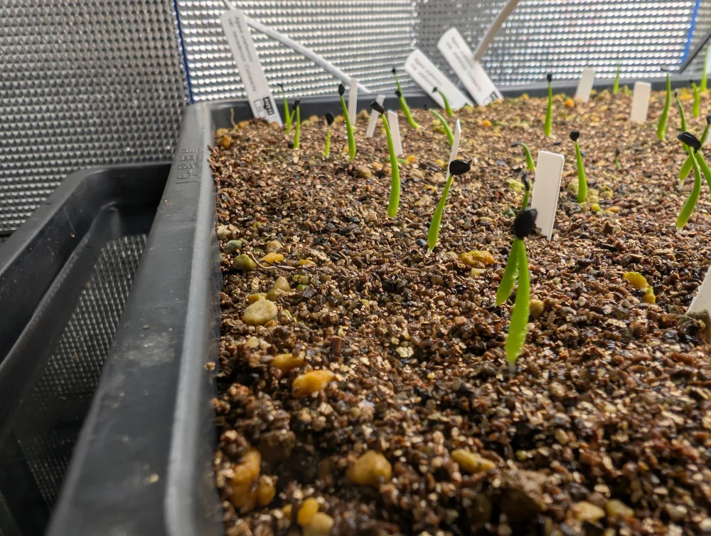 アガベ ネバデンシス コンパクタ Agave utahensis v. nevadensis Compacta