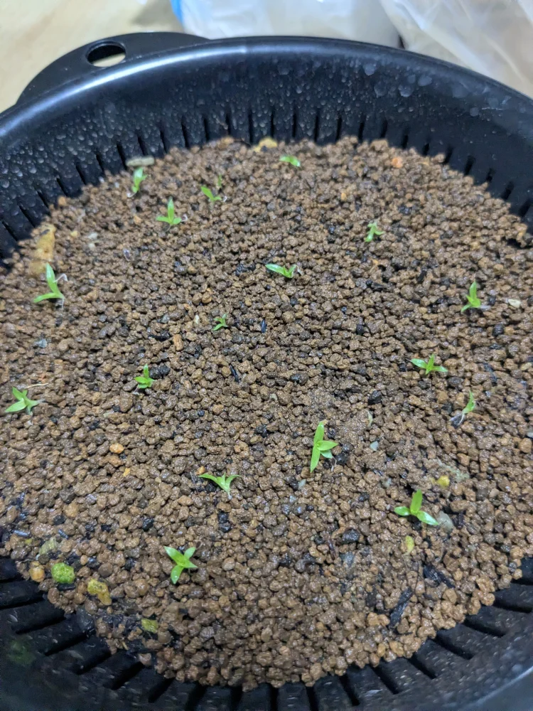 プヤ ディッキオイデス Puya dyckioides