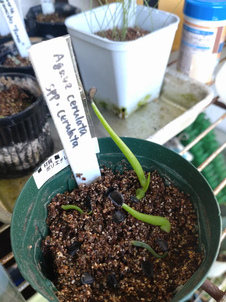 Agave cerulata subsp. cerulata (アガベ セルラータ)