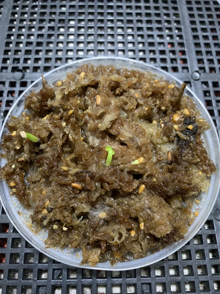 Pachypodium rosulatum var. inopinatum ([プレゼント種子 3月22日まで] パキポディウム イノピナツム)
