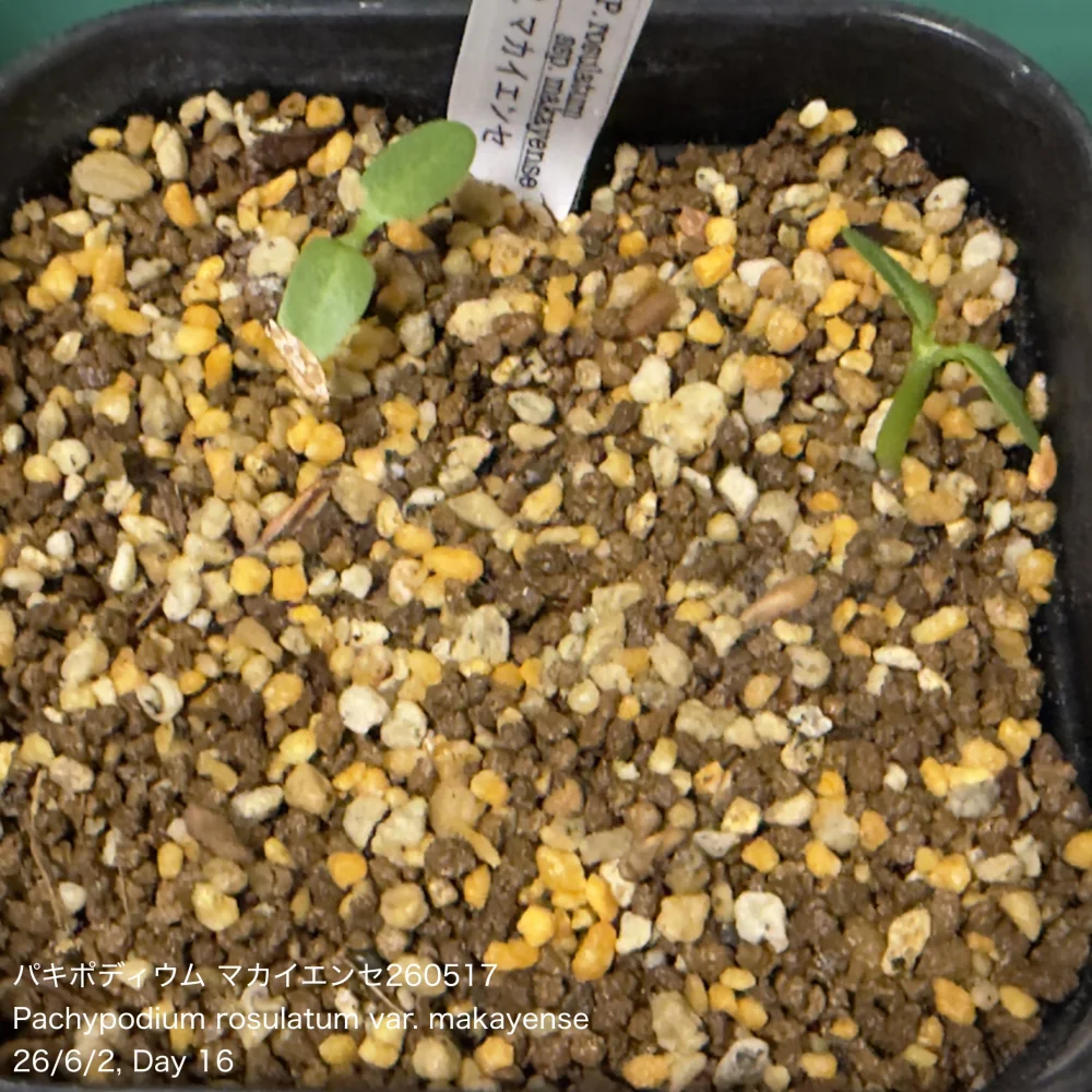 Pachypodium rosulatum var. makayense Lot. FREE ([2026/6/8ご注文分で終了｜プレゼント種子] パキポディウム マカイエンセ)