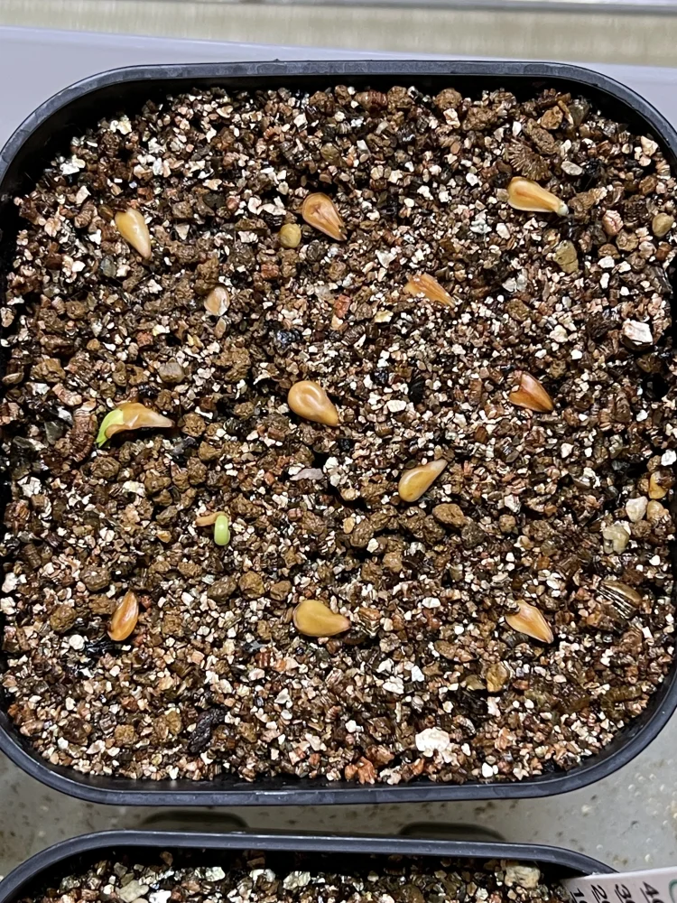 Pachypodium windsorii (パキポディウム ウィンゾリー)