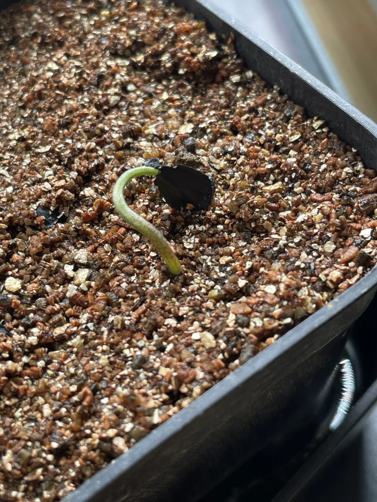 Agave ([プレゼント種子])